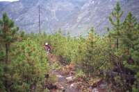 Fourteen years growth after the 1988 fires
